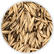 Avena Sativa