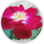 Phấn hoa Thụy Điển
